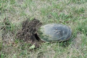 A turtle lays eggs in the bank of the river