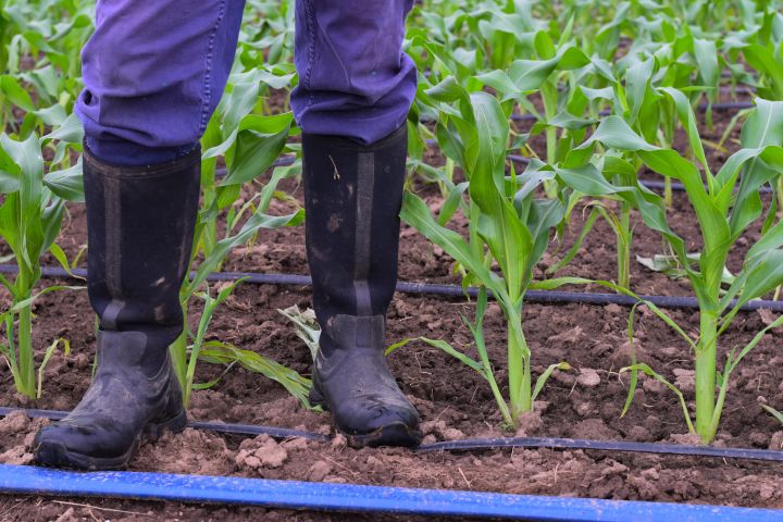 farmer boots and corn