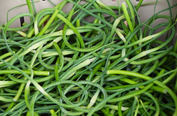 Close up garlic scapes