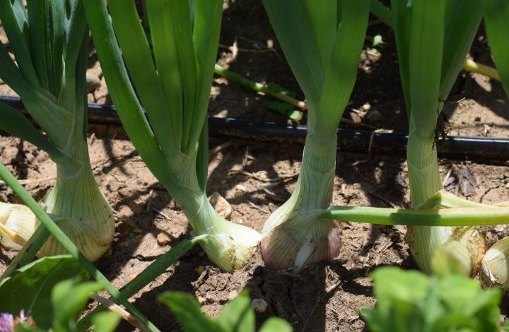 Onions bulbing in the soil