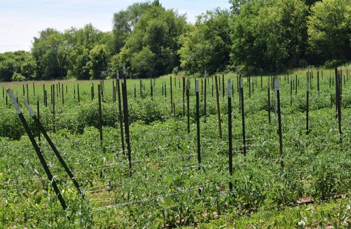 Tomato field with t-stakes