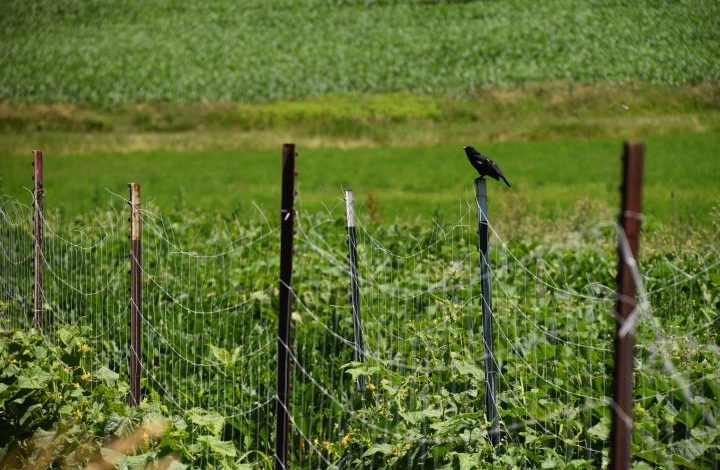 Blackbird on a fence post