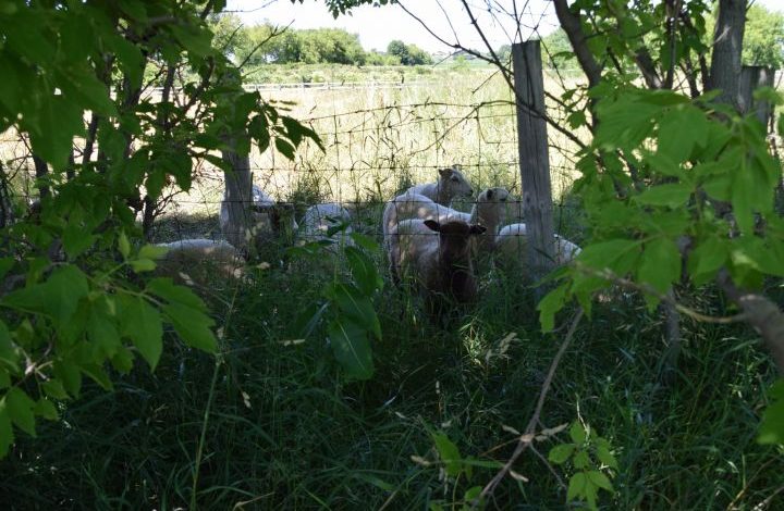 Sheep in shade behind field fence