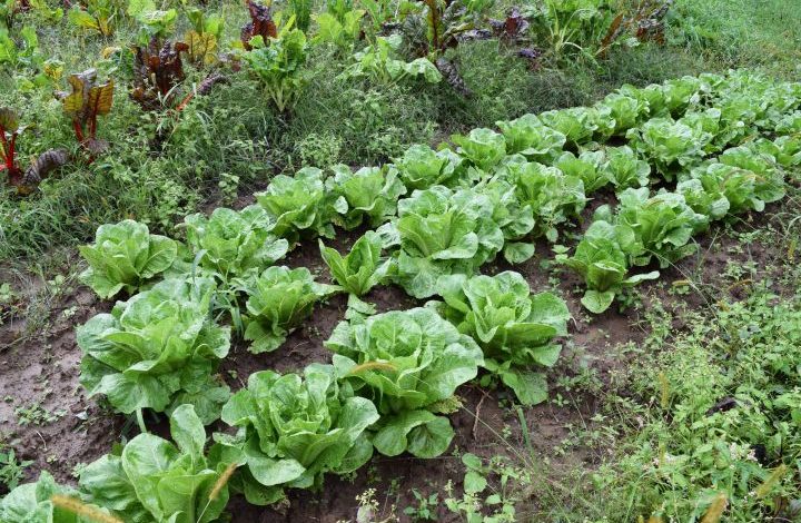 Three rows of lettuces growing on a hillside