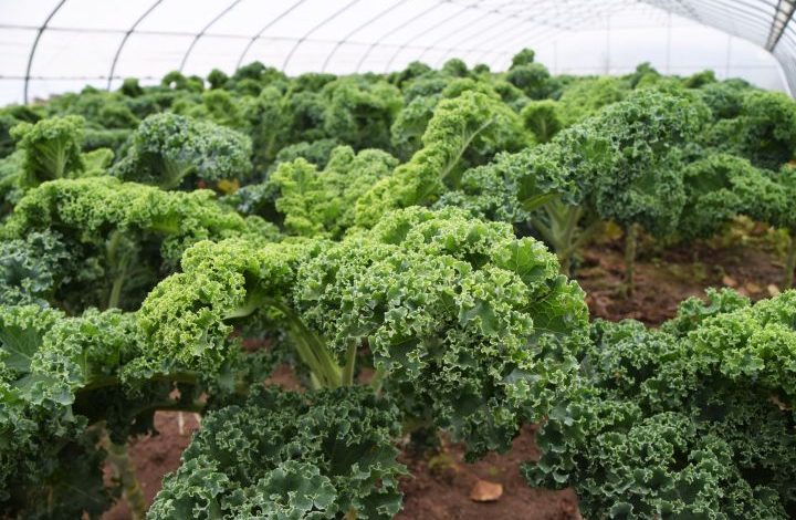 Kale plants growing in a hoop house