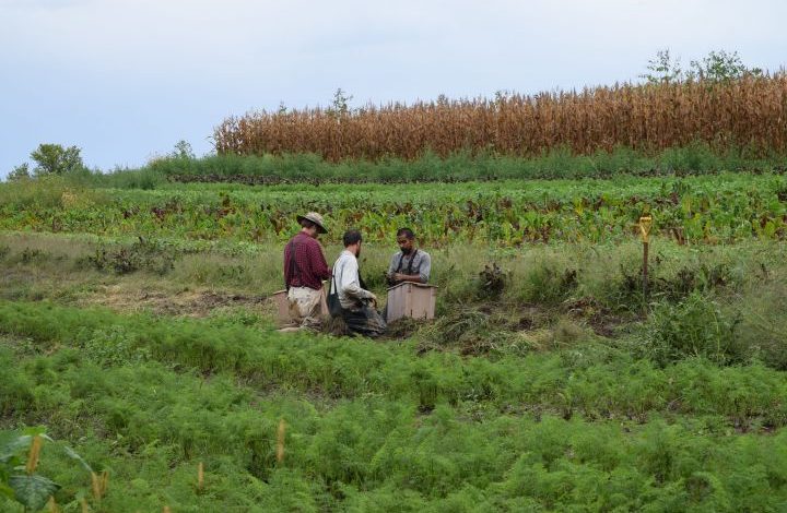 Three men in a field on a hillside harveting carrots