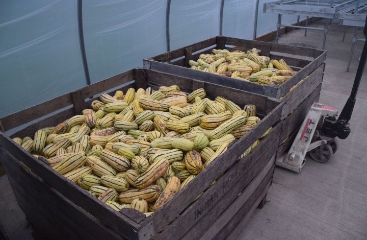 A bin of yellow with green striped delicata squashes