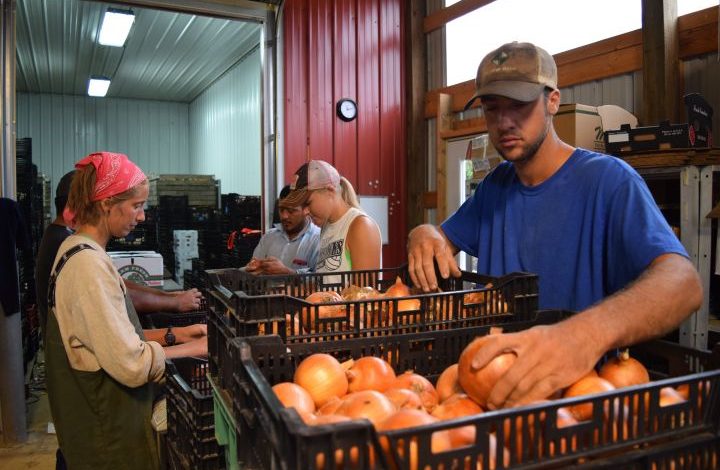 Ridgeland Harvest's crew sorting, sizing, and cleaning onions.