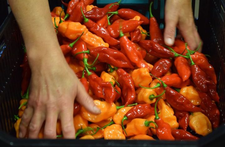 Hands sorting orange and red hot peppers