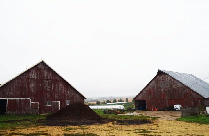 Two red barns seen from the side on a rainy, gray day