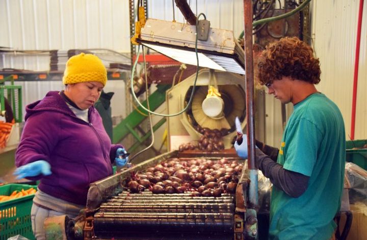 Two workers cleaning and trimming beets as they come toward them on a roller