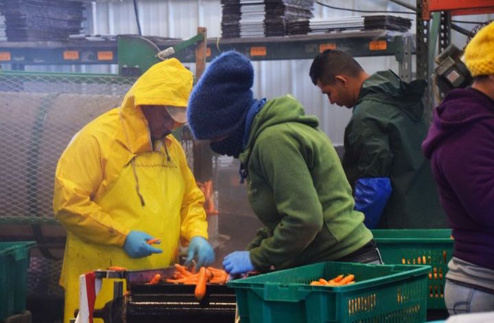 Workers cleaning and sorting carrots