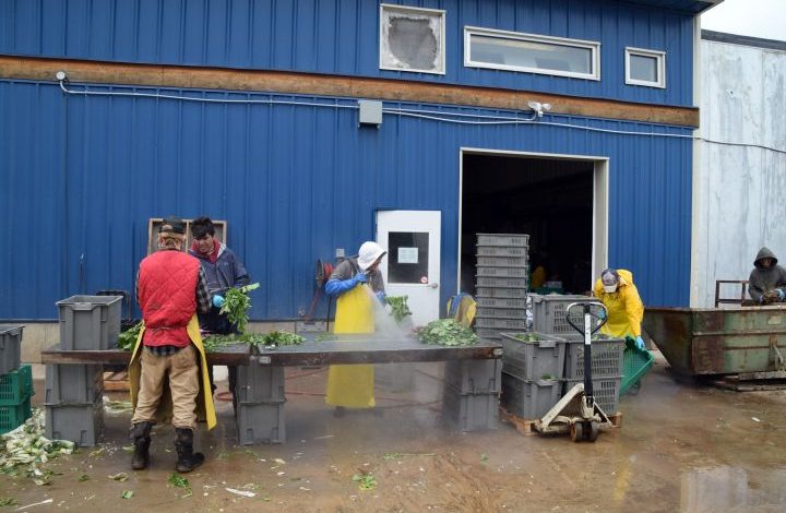Four workers working outside of the packing shed spraying beets with water