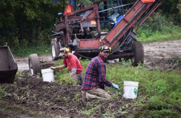 Two men with buckets in a field harvesting carrots with a piece of farm equipment behind them