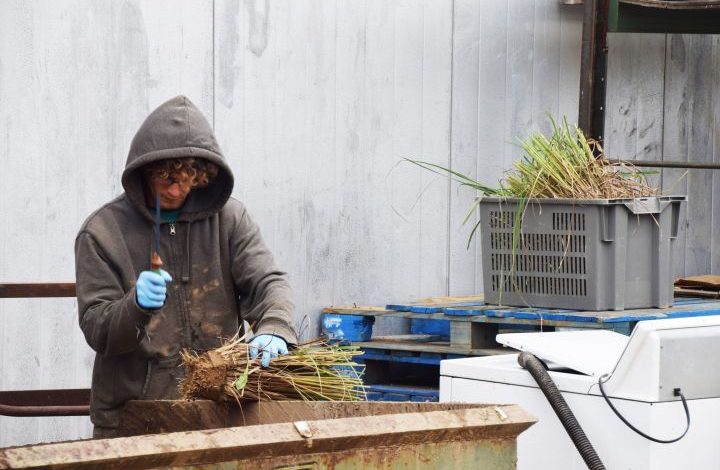 Man cutting soil off lemongrass roots with a machete