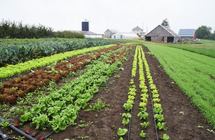 lettuce-cover-crops