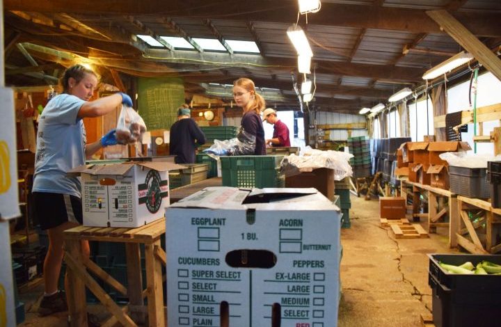 Packing CSA boxes in packing shed