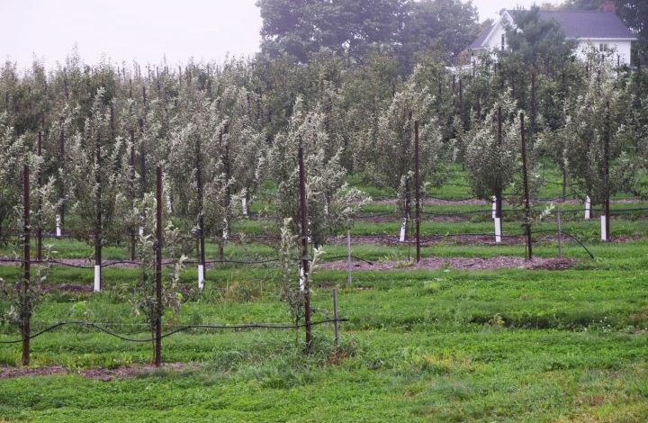 Young apple trees blowing in the wind
