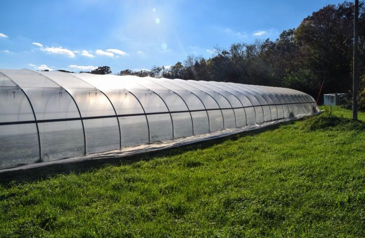 Hoop house with sun glinting off the ceiling