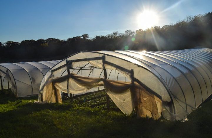 Hoop house with side rolled up