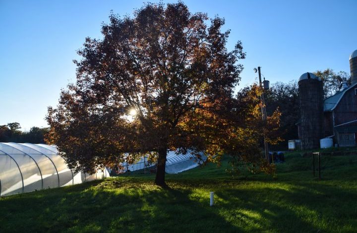 Tree with fall foliage in front of a hoop house