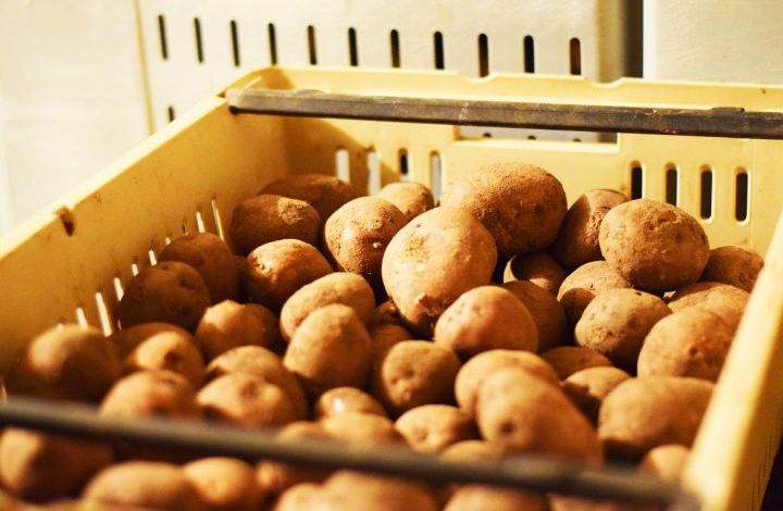 Container of seed potatoes in a cooler