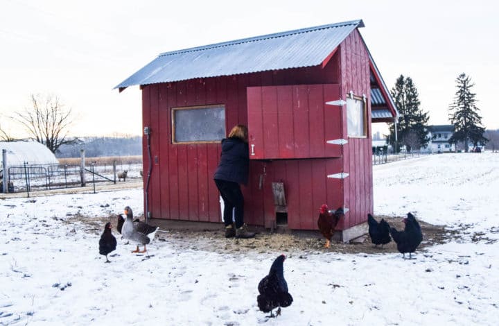 Small red chicken shed with birds and geese in snow