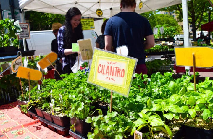 Cilantro plant at Voss Organics farmers market booth