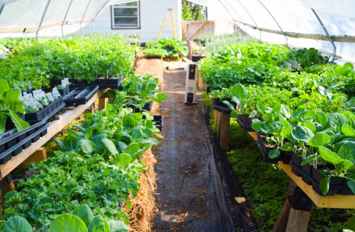 Inside the hoophouse - more plants