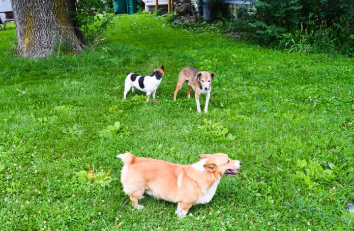 Three farm dogs