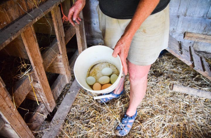 Farmer holding a bucket of eggs