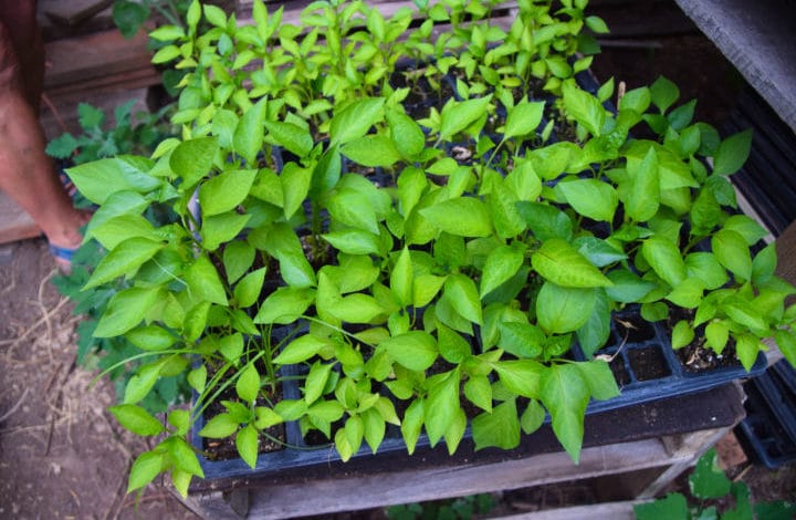 A flat of pepper plants