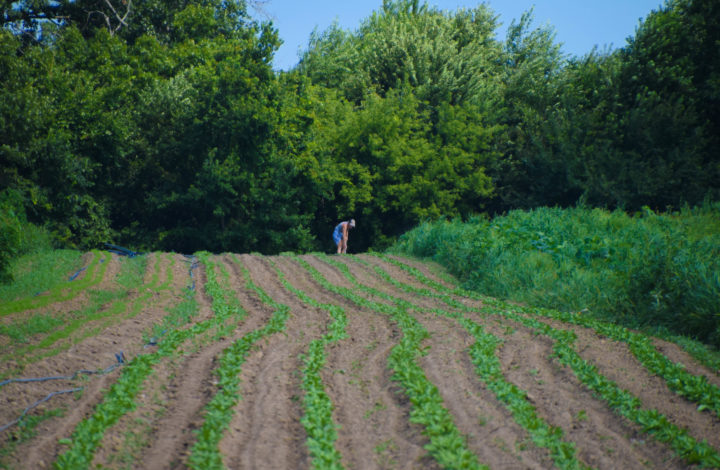 person in distance in field