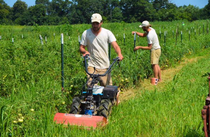 Mower being used by tomatoes