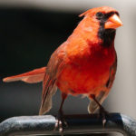 Photo of male Northern Cardinal taken in Manhasset, NY by Chris Hachmann.