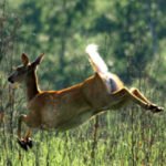 Photo of deer jumping in natural setting from wigreenfire.org.