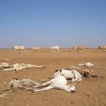 camels dying from drought